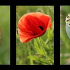 Mohn