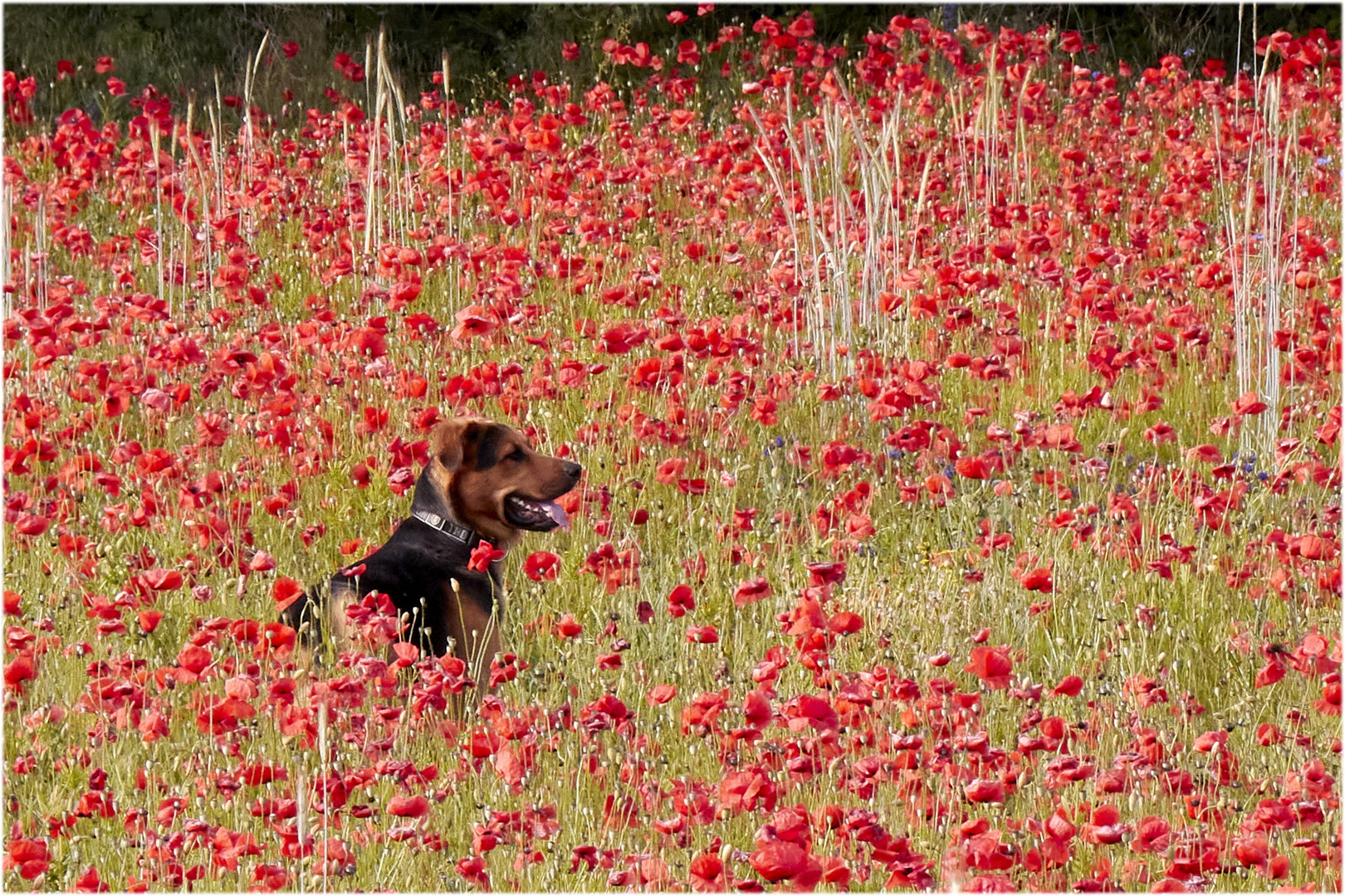 Mohn