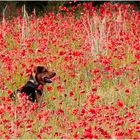 Mohn