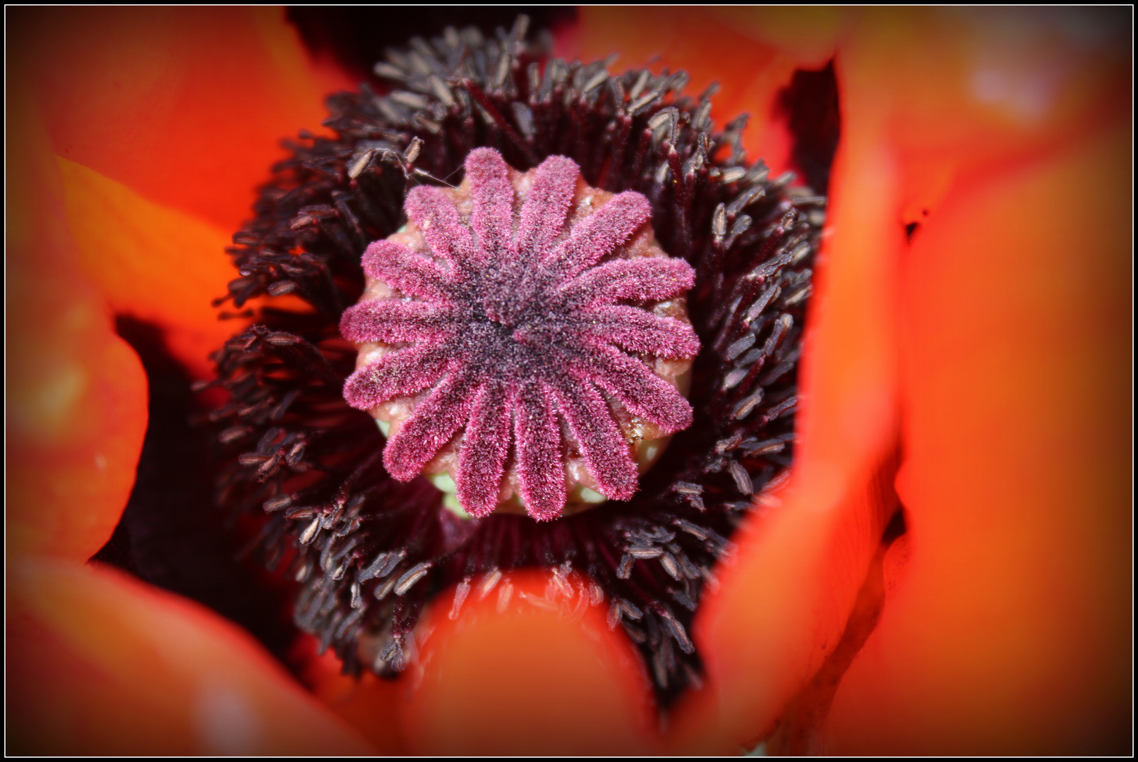 Mohn