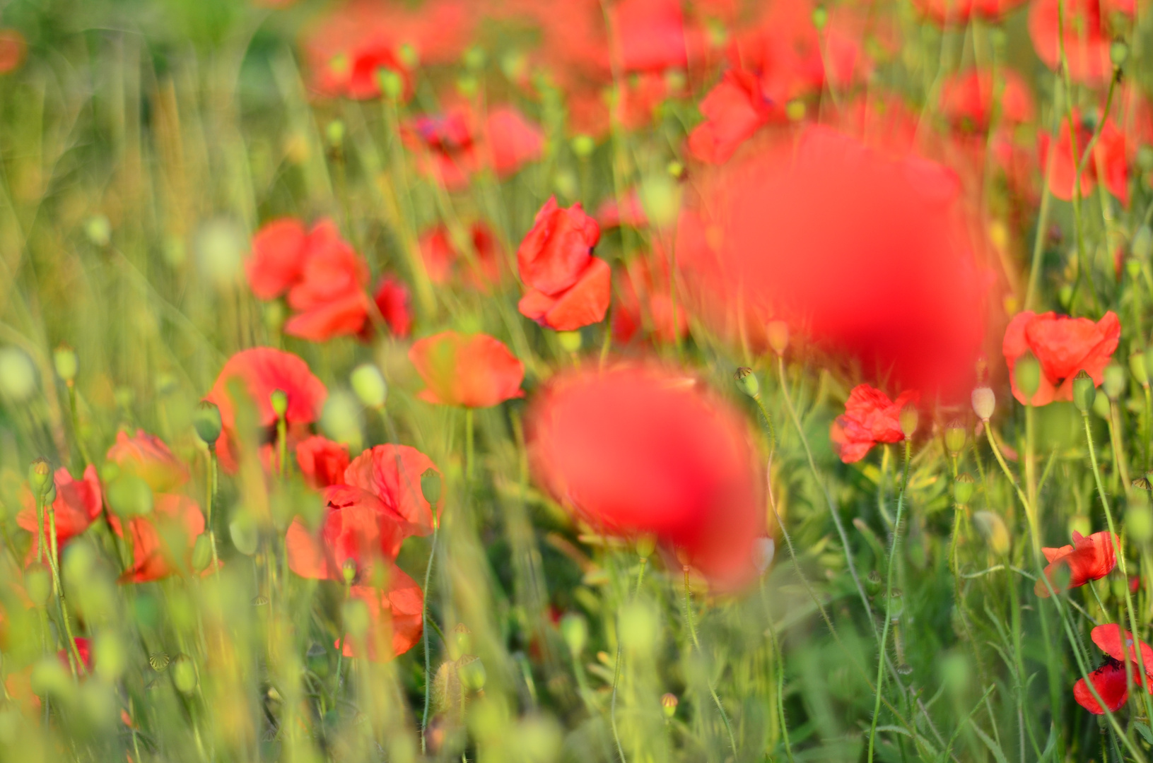 Mohn