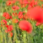 Mohn