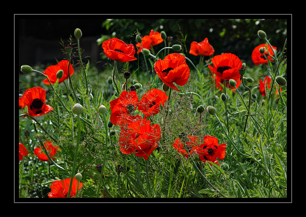 -Mohn-