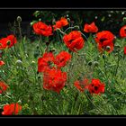 -Mohn-