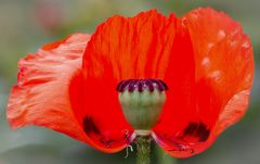 mohn