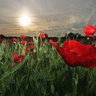 Mohn