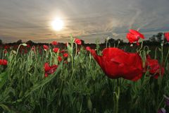 Mohn