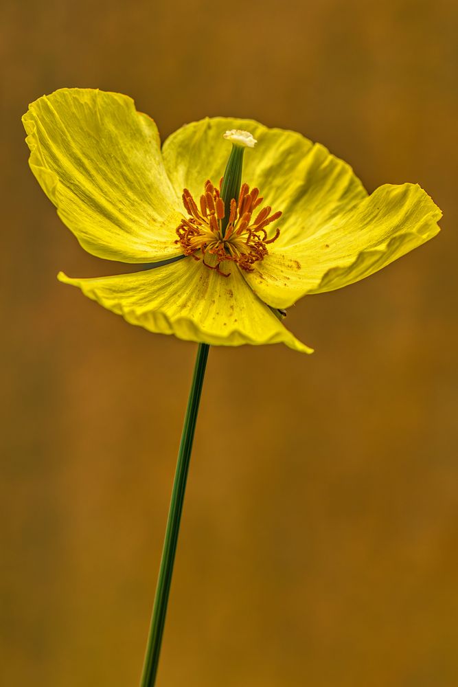 Mohn