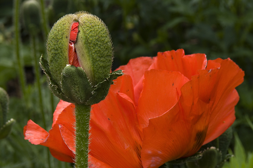 Mohn