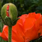 Mohn