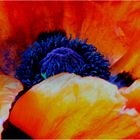 Mohn