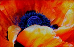 Mohn