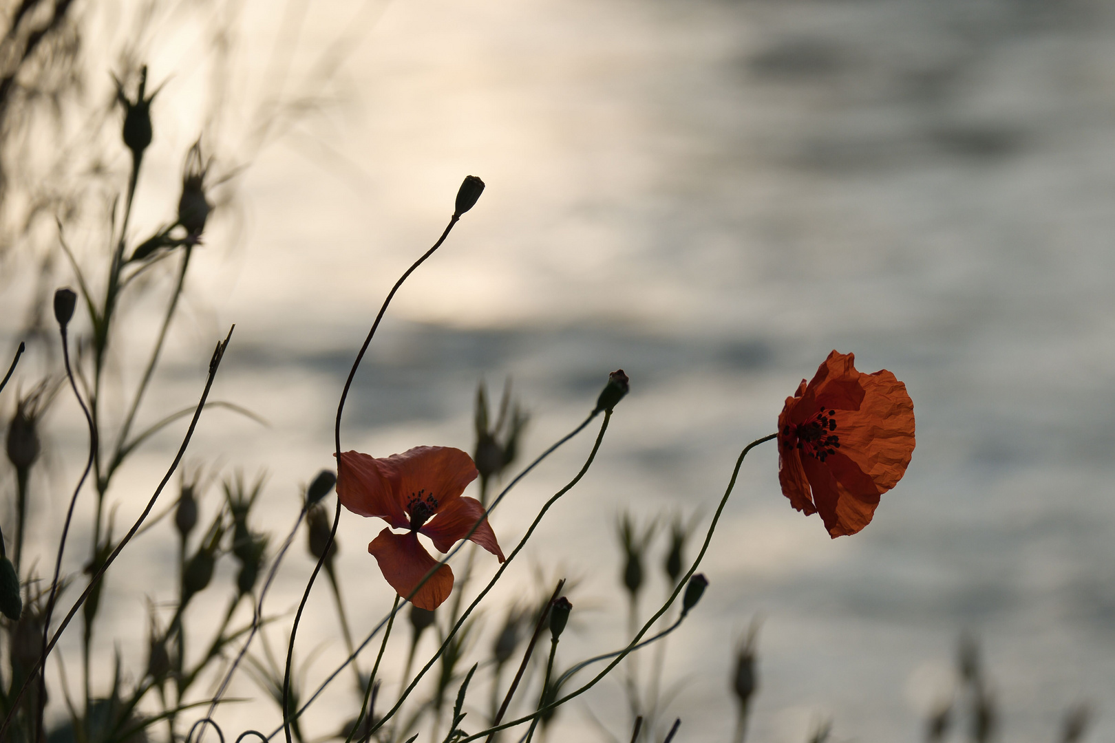 Mohn