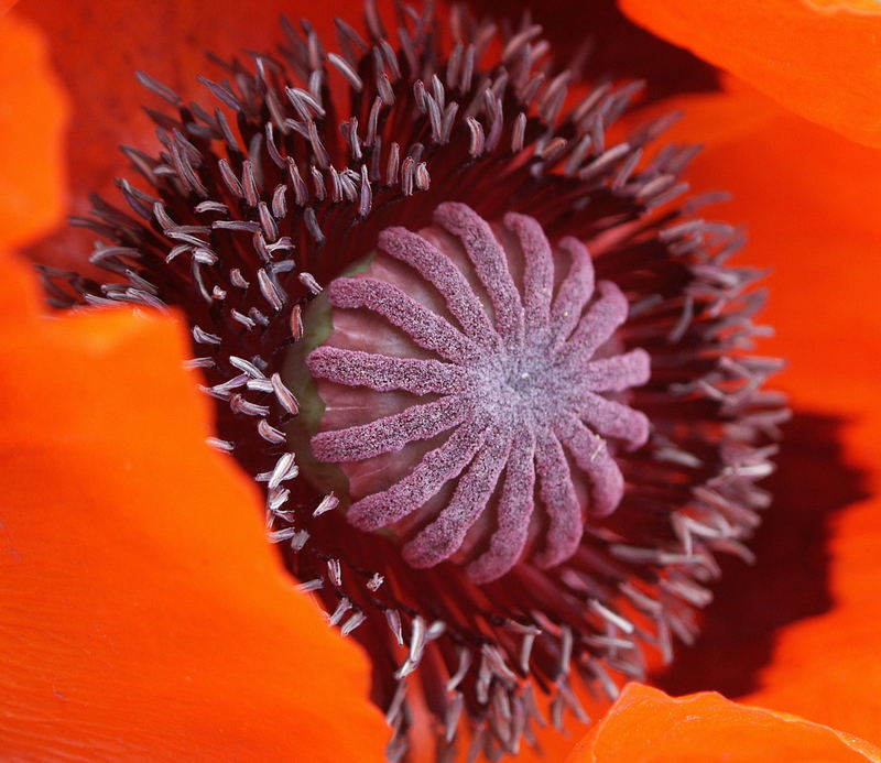 Mohn