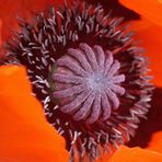 Mohn