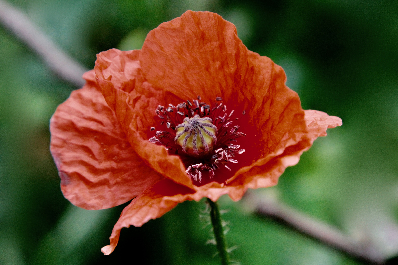 Mohn