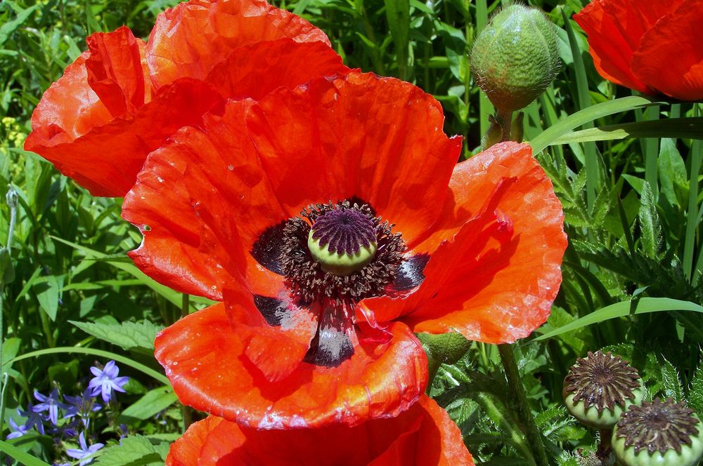 Mohn