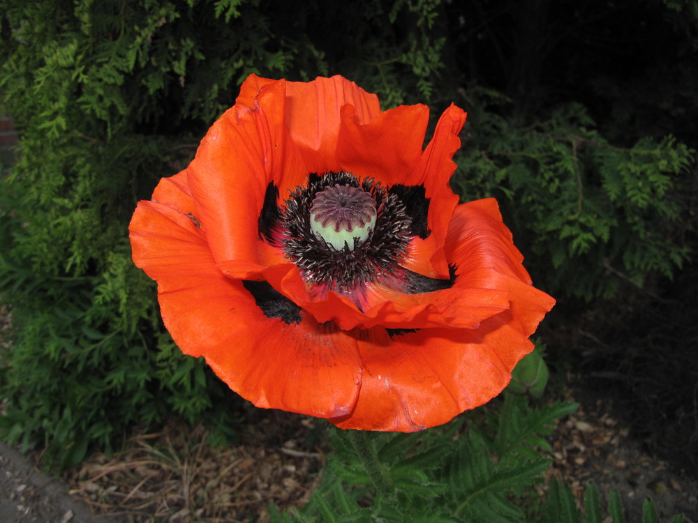 Mohn