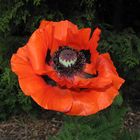 Mohn