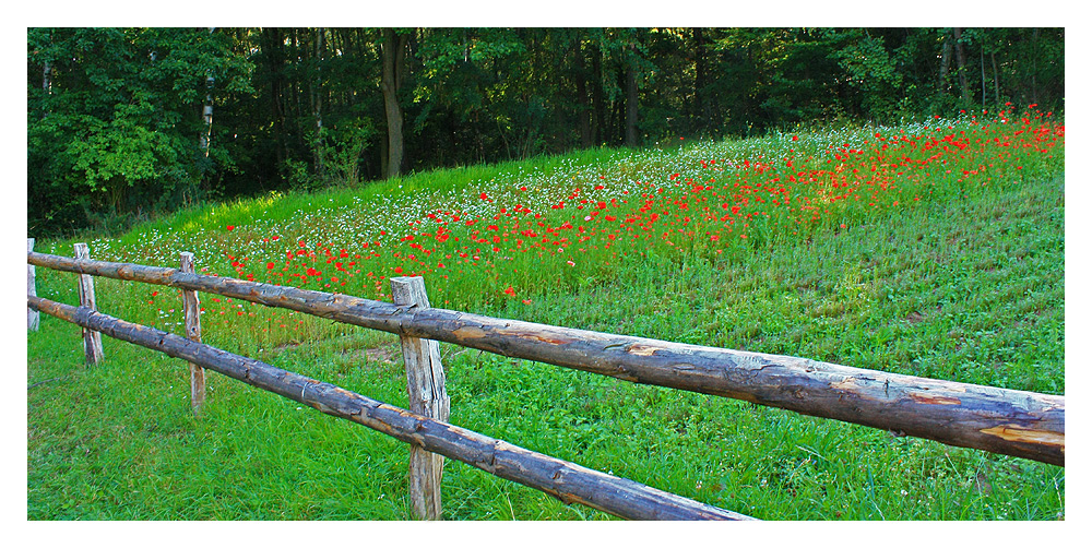 Mohn