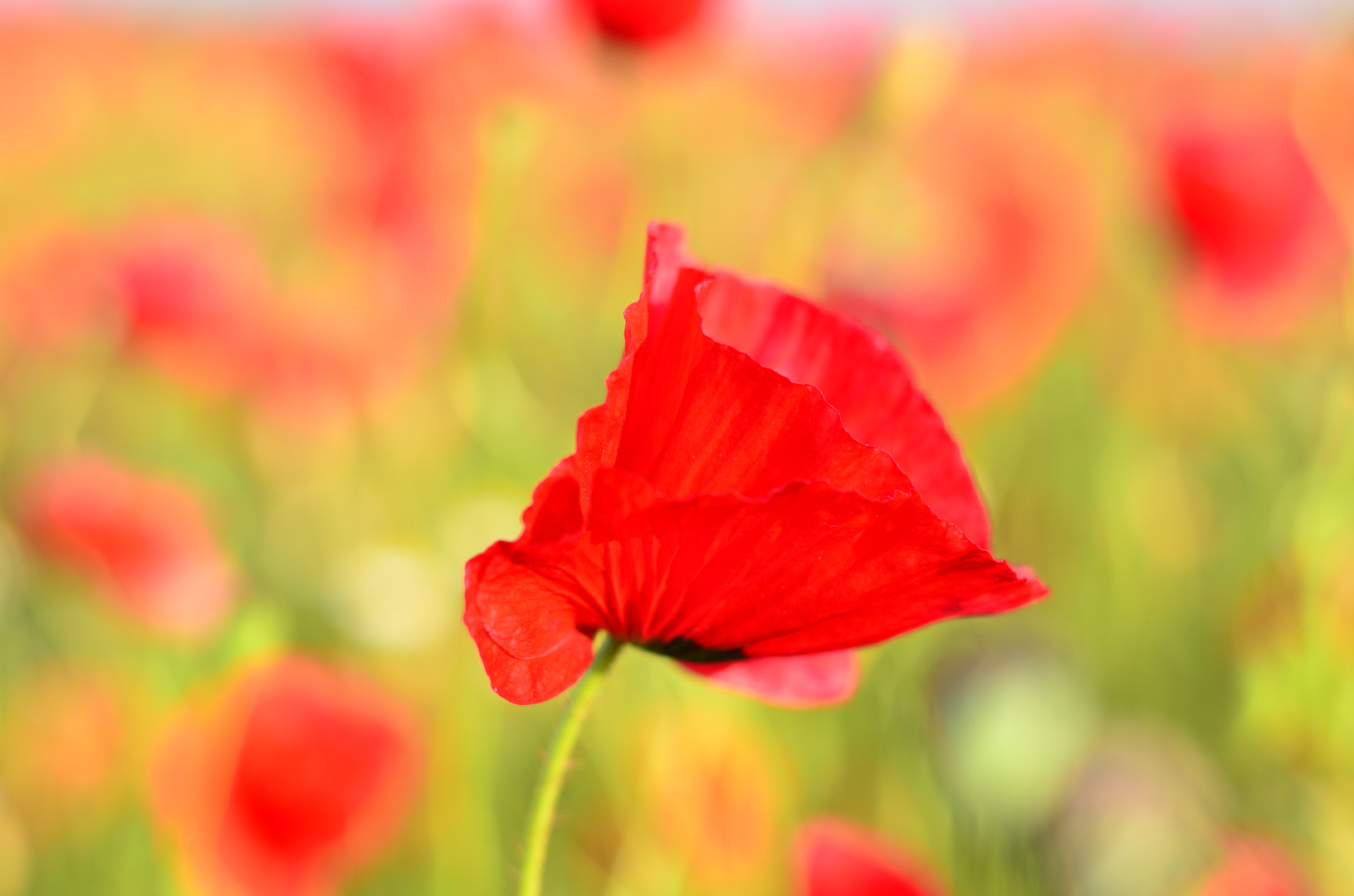 Mohn