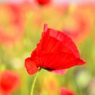 Mohn