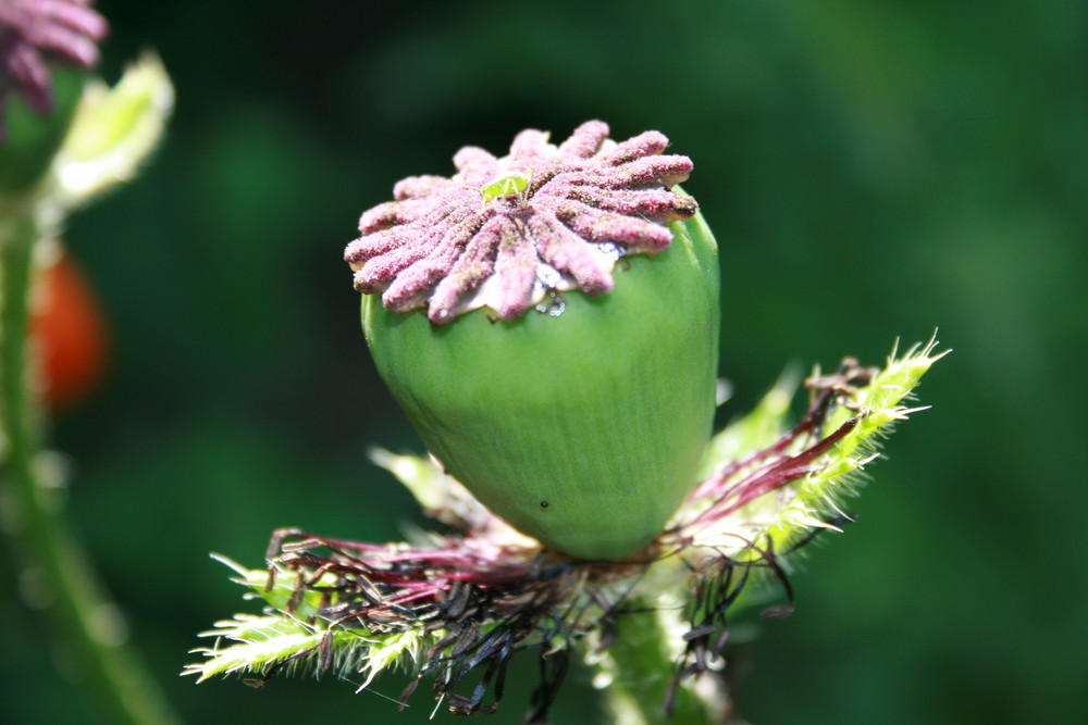 Mohn