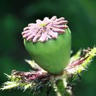 Mohn