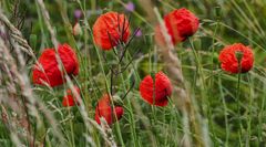 ... mohn       
