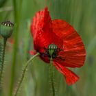 Mohn