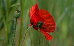 Mohn