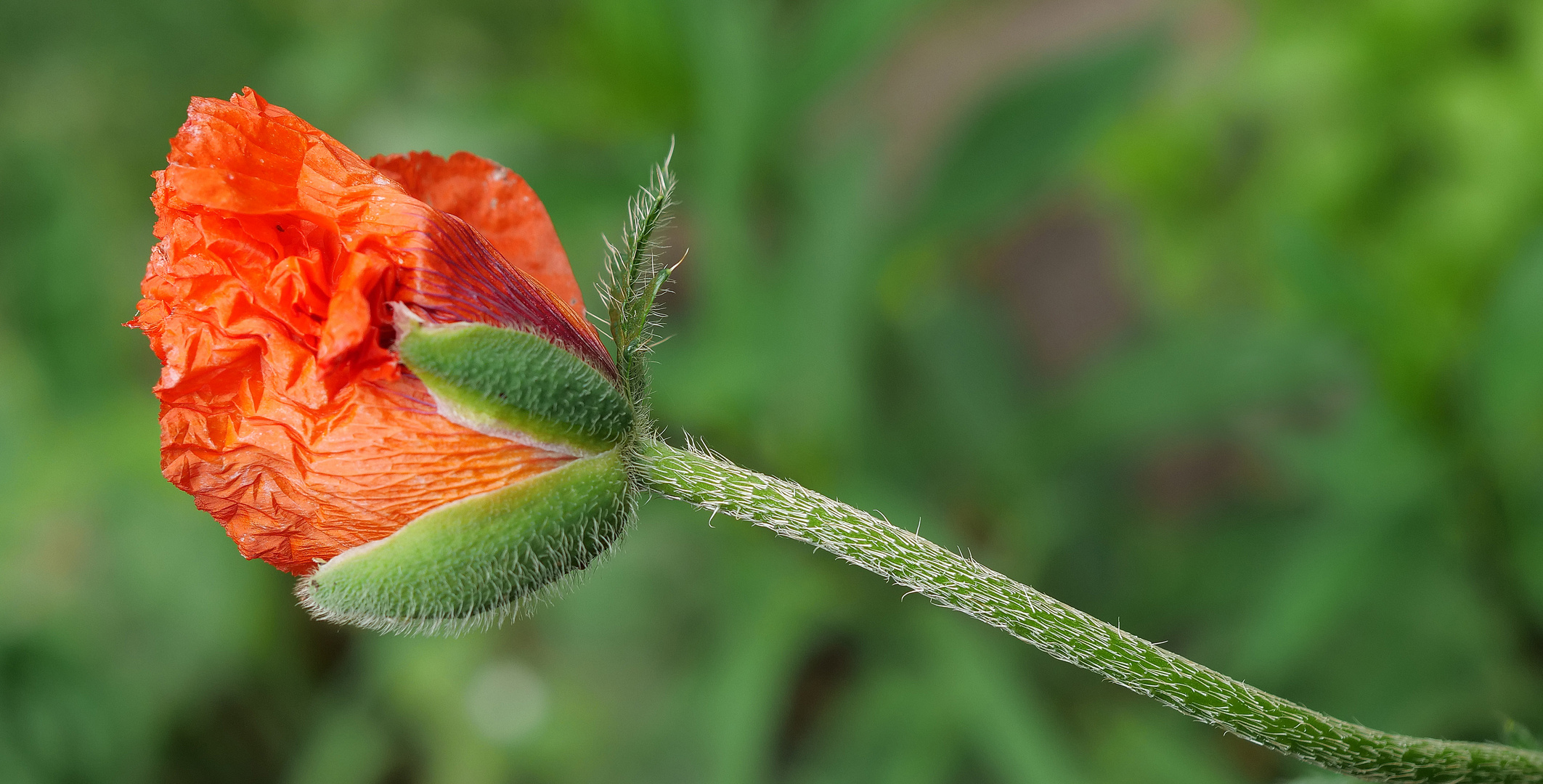 Mohn.