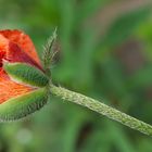 Mohn.