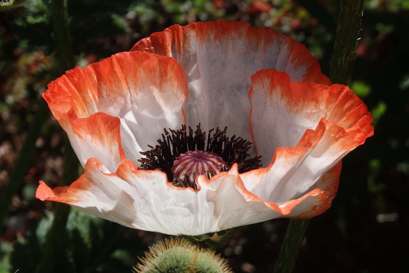 Mohn