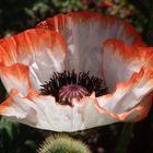 Mohn