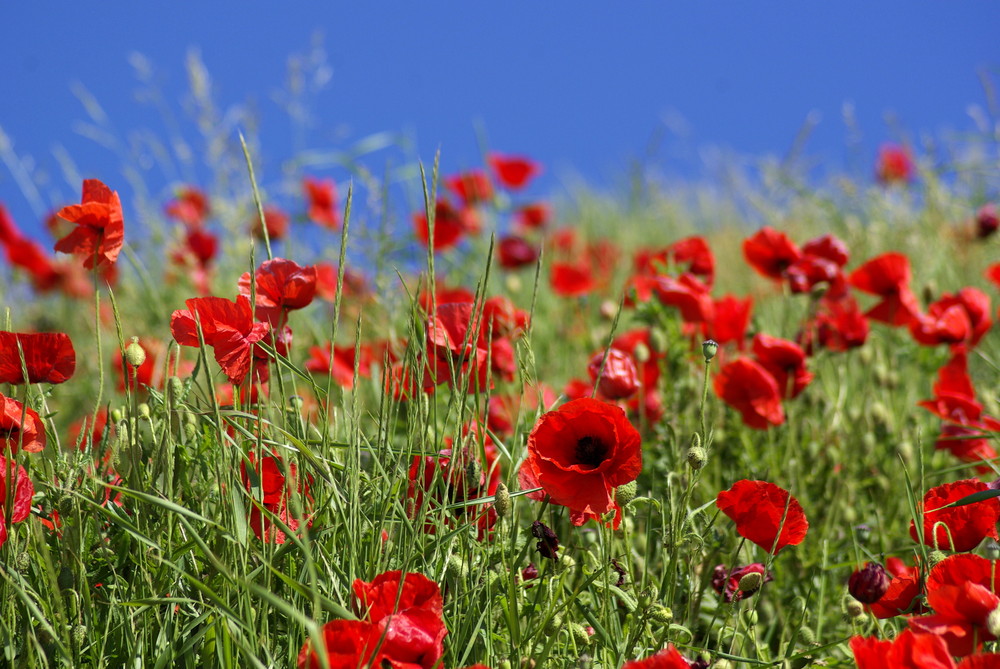 Mohn