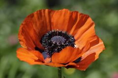 Mohn