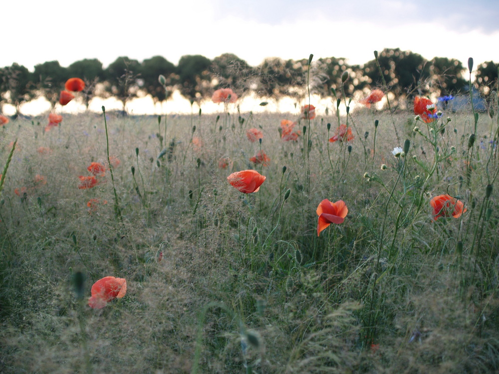 Mohn