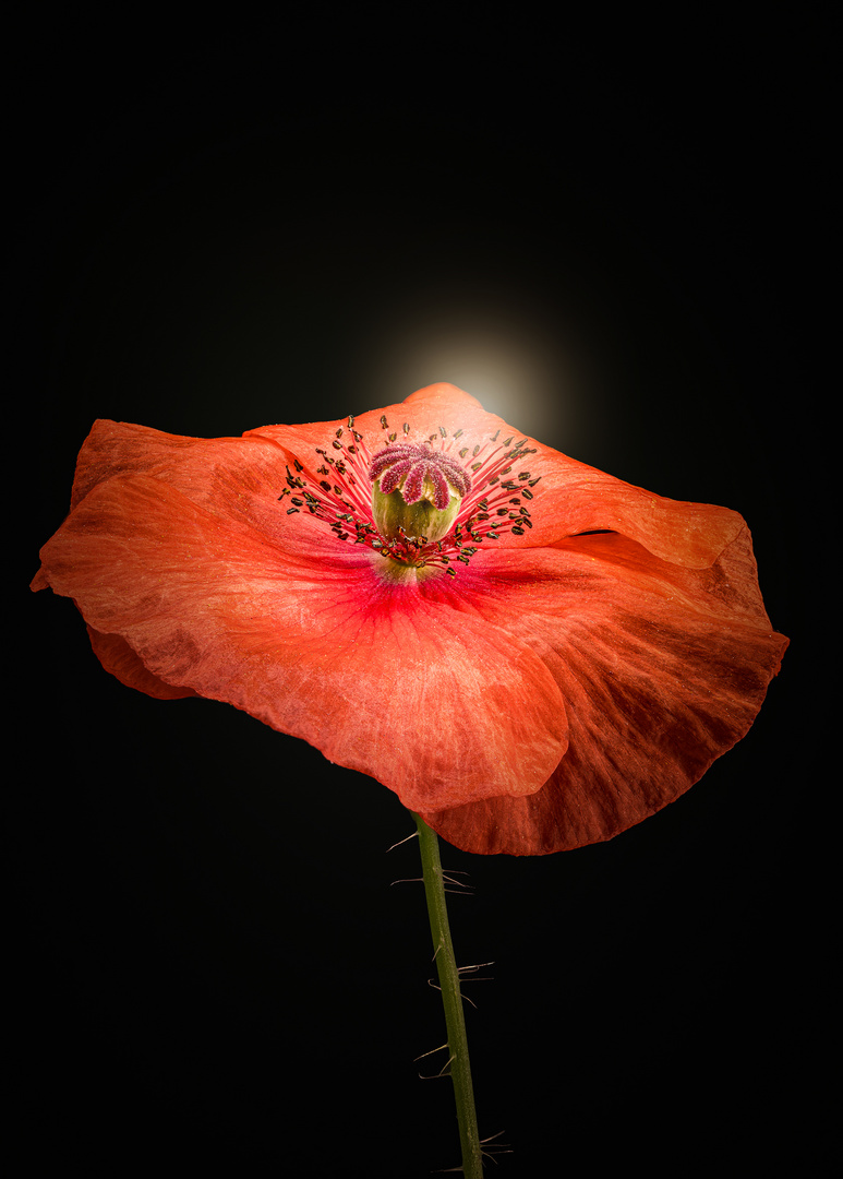 Mohn