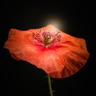 Mohn