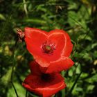 Mohn