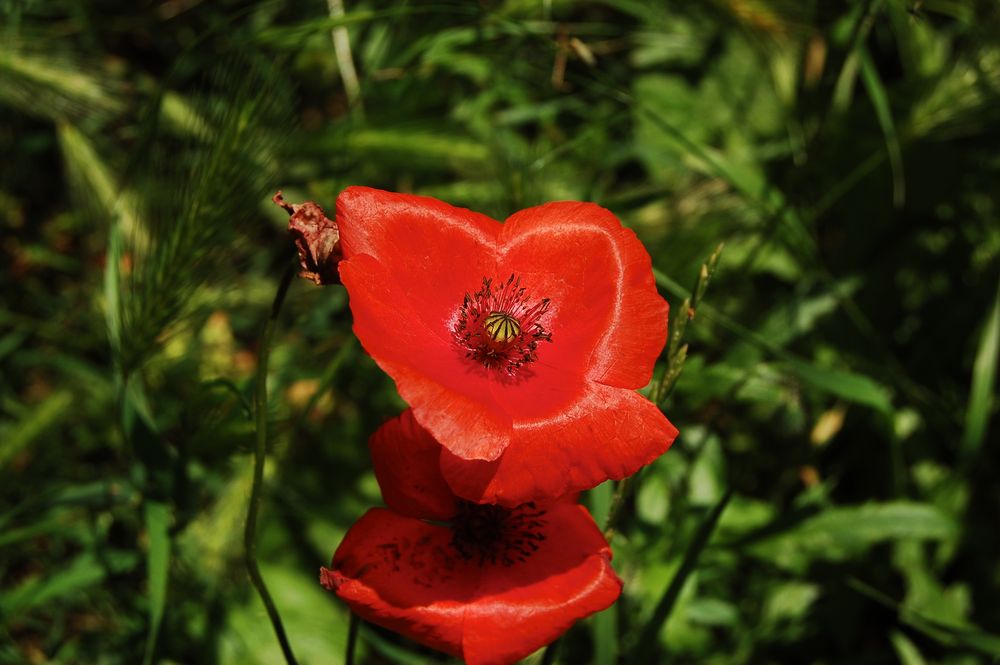 Mohn