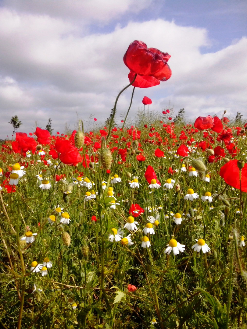 Mohn