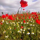 Mohn