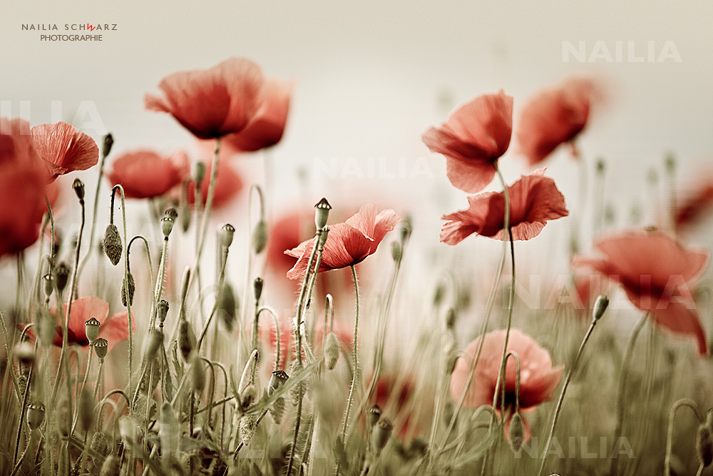 Mohn*