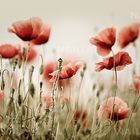 Mohn*