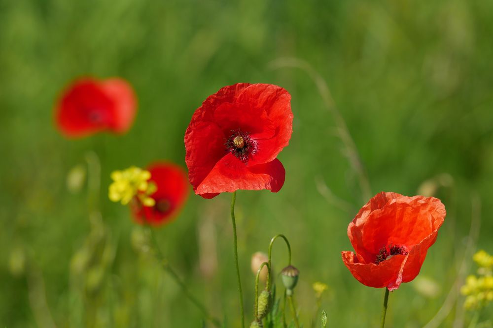 MOHN