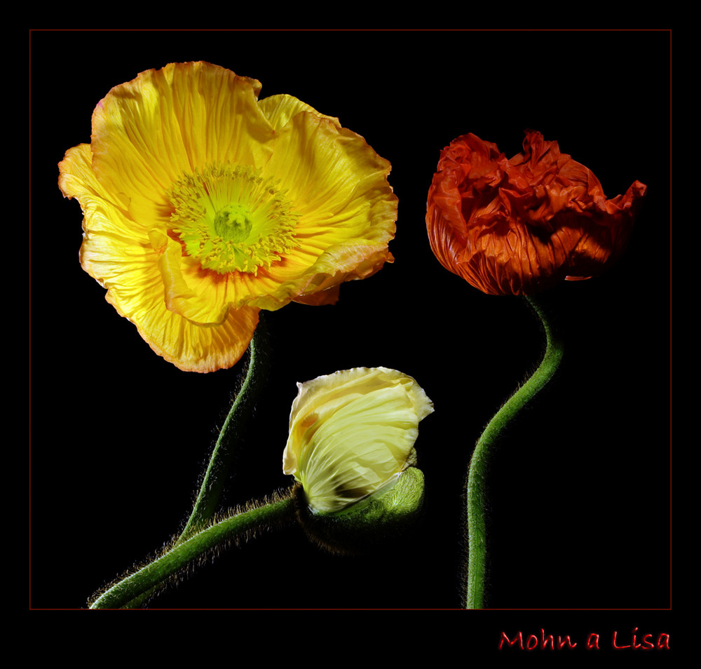 Mohn a Lisa