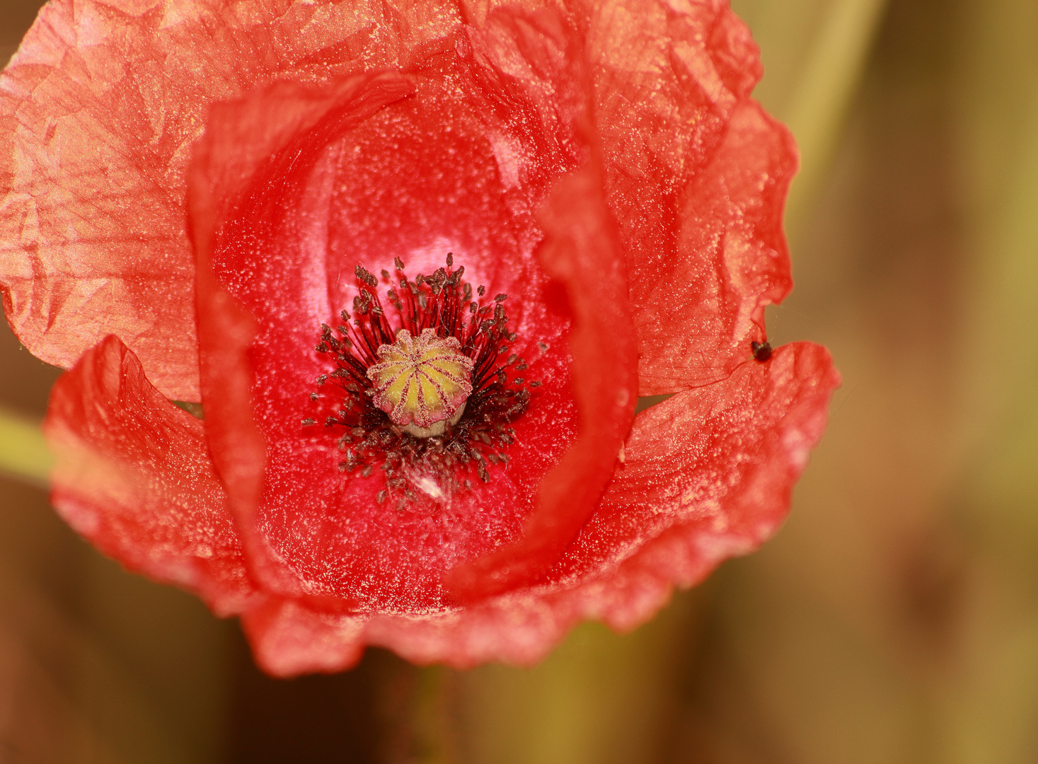 Mohn