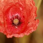 Mohn